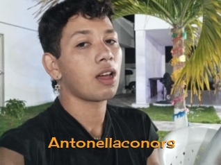 Antonellaconors